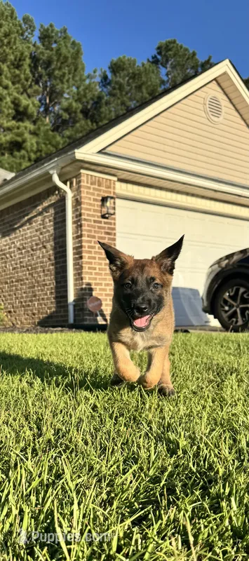 Red, male – Belgian Malinois puppy for sale in Pooler, GA