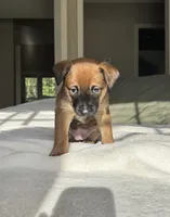 Orange, a female Belgian Malinois for sale in Pooler, GA – 3 of 6