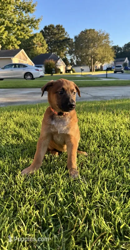 Orange, female – Belgian Malinois puppy for sale in Pooler, GA