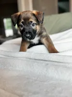 Grey, a male Belgian Malinois for sale in Pooler, GA – 2 of 8