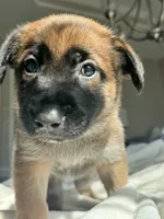 Blue, a male Belgian Malinois for sale in Pooler, GA – 2 of 9