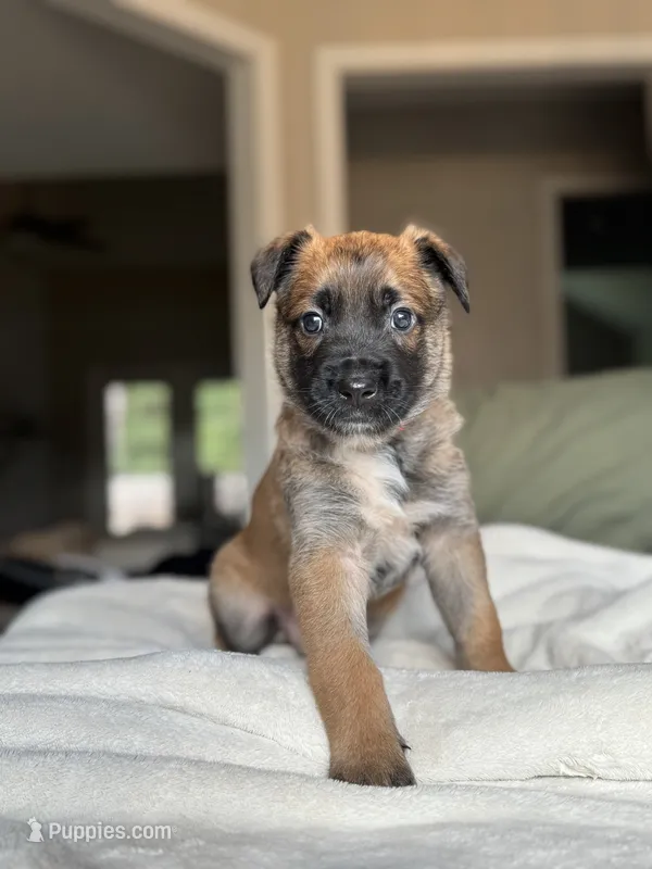 Red – Belgian Malinois puppy for sale in Pooler, GA