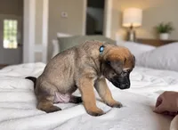 Teal, a male Belgian Malinois for sale in Pooler, GA – 5 of 10