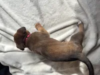 Pink, a female Belgian Malinois for sale in Pooler, GA – 8 of 9