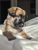 Blue, a male Belgian Malinois for sale in Pooler, GA – 4 of 9
