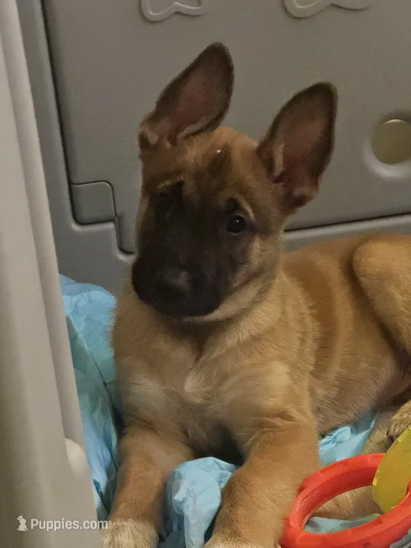 Green, male – Belgian Malinois puppy for sale in Pooler, GA