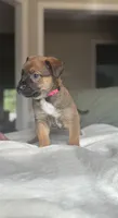 Pink, a female Belgian Malinois for sale in Pooler, GA – 2 of 9