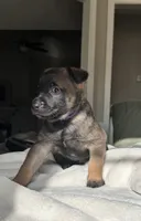 Purple, a female Belgian Malinois for sale in Pooler, GA – 3 of 7