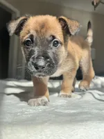 Green, a male Belgian Malinois for sale in Pooler, GA – 4 of 7