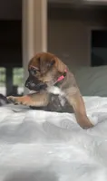 Pink, a female Belgian Malinois for sale in Pooler, GA – 5 of 9