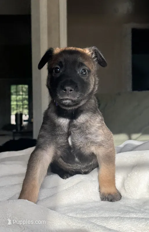 Purple – Belgian Malinois puppy for sale in Pooler, GA