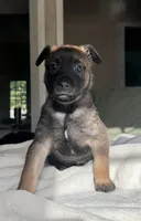 Purple, a female Belgian Malinois for sale in Pooler, GA – 1 of 7
