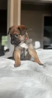 Pink, a female Belgian Malinois for sale in Pooler, GA – 3 of 9