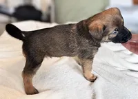 Grey, a male Belgian Malinois for sale in Pooler, GA – 7 of 8