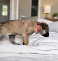 Red, a male Belgian Malinois for sale in Pooler, GA – 7 of 10