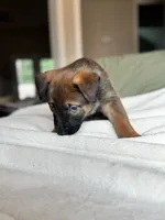 Grey, a male Belgian Malinois for sale in Pooler, GA – 5 of 8