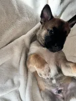 Green, a male Belgian Malinois for sale in Pooler, GA – 2 of 7