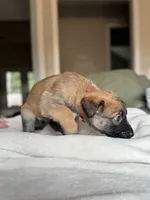 Red, a male Belgian Malinois for sale in Pooler, GA – 5 of 10