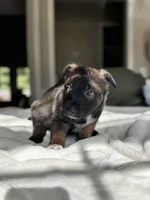 Black, a male Belgian Malinois for sale in Pooler, GA – 2 of 8