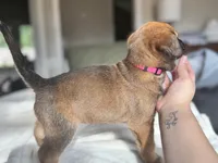 Pink, a female Belgian Malinois for sale in Pooler, GA – 7 of 9