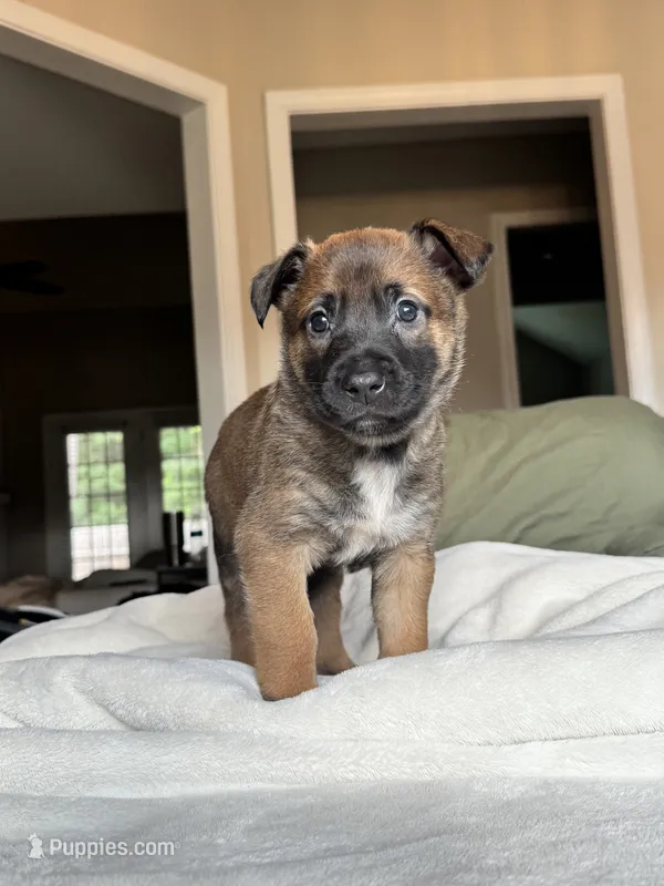 Teal – Belgian Malinois puppy for sale in Pooler, GA