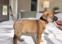 Orange, a female Belgian Malinois for sale in Pooler, GA – 4 of 6