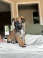 Red, a male Belgian Malinois for sale in Pooler, GA – 2 of 10