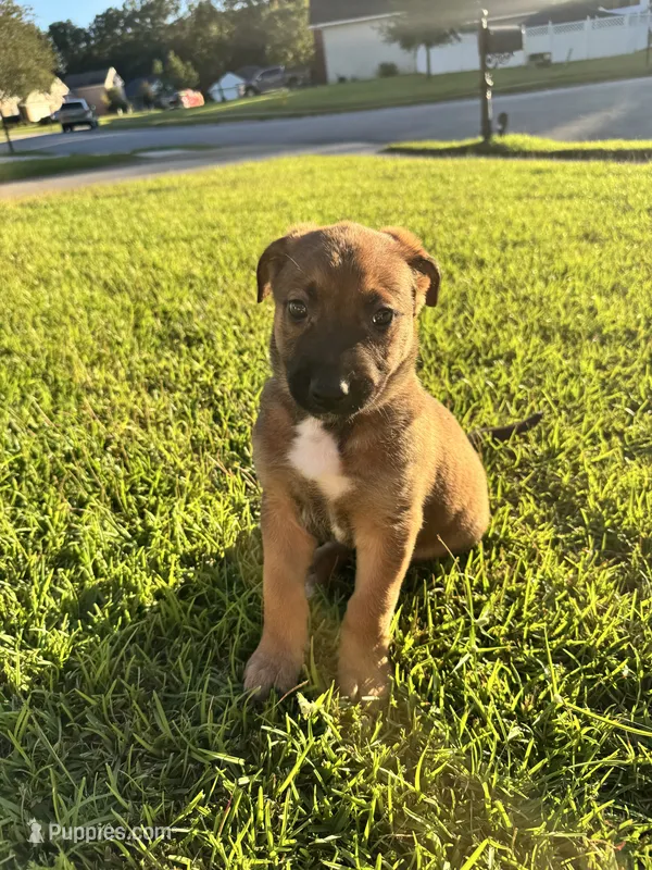 Pink, female – Belgian Malinois puppy for sale in Pooler, GA