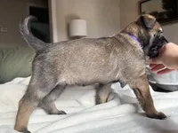 Purple, a female Belgian Malinois for sale in Pooler, GA – 4 of 7