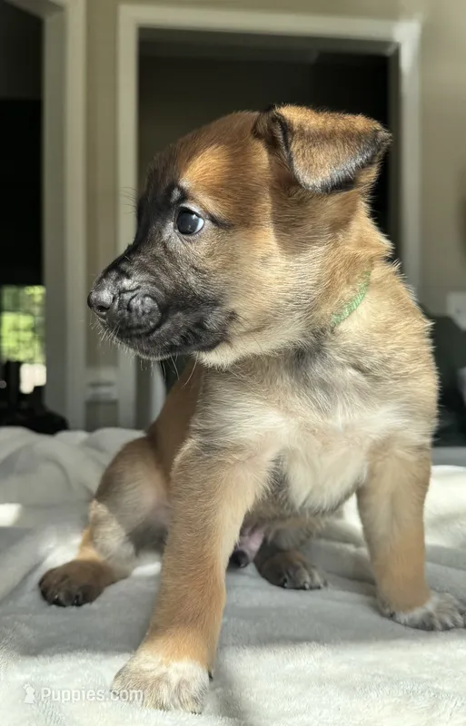 Green – Belgian Malinois puppy for sale in Pooler, GA