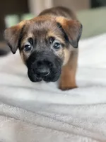 Grey, a male Belgian Malinois for sale in Pooler, GA – 3 of 8