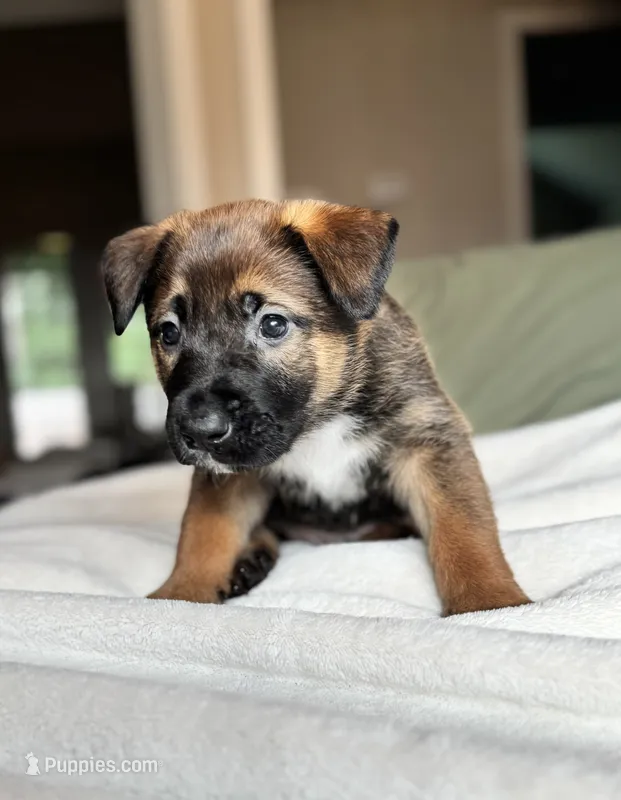 Grey – Belgian Malinois puppy for sale in Pooler, GA
