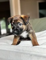 Grey, a male Belgian Malinois for sale in Pooler, GA – 1 of 8