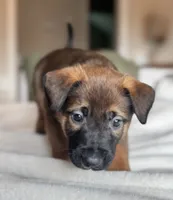 Grey, a male Belgian Malinois for sale in Pooler, GA – 4 of 8