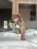 Pink, a female Belgian Malinois for sale in Pooler, GA – 4 of 9