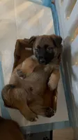 Blue, a male Belgian Malinois for sale in Pooler, GA – 3 of 9