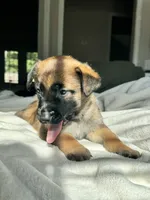 Blue, a male Belgian Malinois for sale in Pooler, GA – 5 of 9