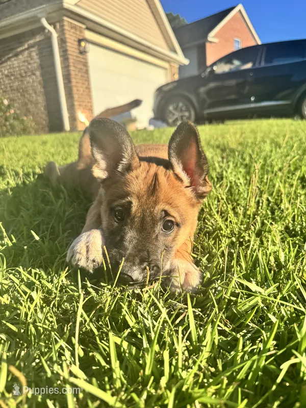 Green, male – Belgian Malinois puppy for sale in Pooler, GA