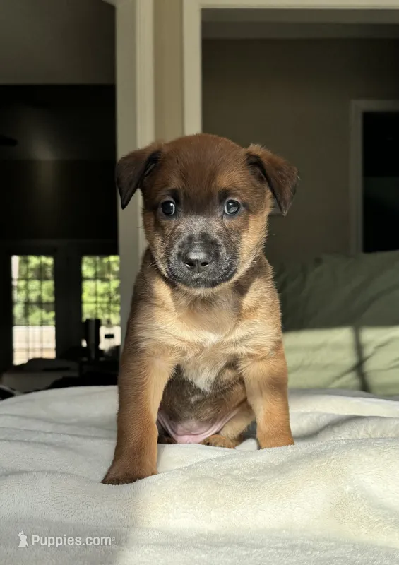 Orange – Belgian Malinois puppy for sale in Pooler, GA