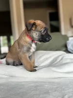 Red, a male Belgian Malinois for sale in Pooler, GA – 4 of 10