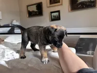 Black, a male Belgian Malinois for sale in Pooler, GA – 6 of 8