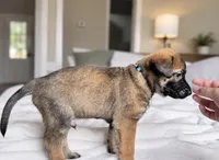 Teal, a male Belgian Malinois for sale in Pooler, GA – 7 of 10