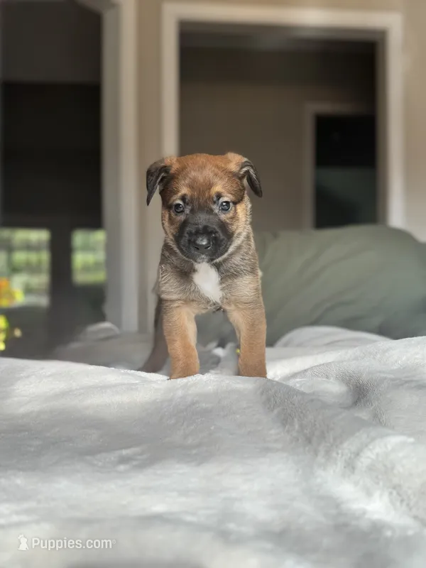 Pink – Belgian Malinois puppy for sale in Pooler, GA