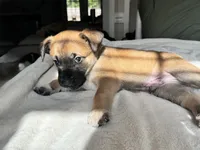 Green, a male Belgian Malinois for sale in Pooler, GA – 5 of 7