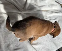 Orange, a female Belgian Malinois for sale in Pooler, GA – 5 of 6