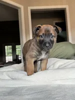 Teal, a male Belgian Malinois for sale in Pooler, GA – 3 of 10