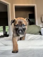Teal, a male Belgian Malinois for sale in Pooler, GA – 2 of 10