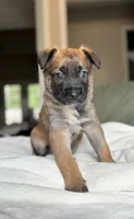 Red, a male Belgian Malinois for sale in Pooler, GA – 3 of 10