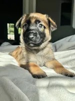 Blue, a male Belgian Malinois for sale in Pooler, GA – 6 of 9