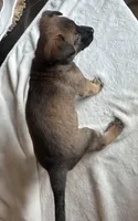 Teal, a male Belgian Malinois for sale in Pooler, GA – 9 of 10